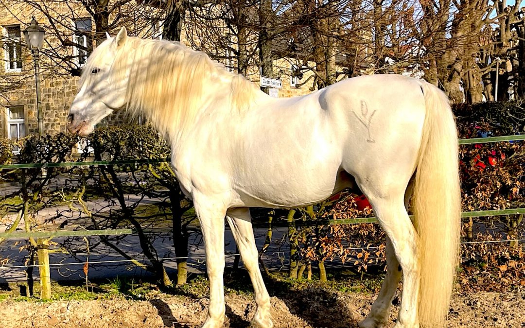 Über das Pferd im Jahr des Pferdes